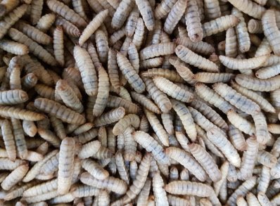 '동애등애'는 음식물 폐기물을 처리하고 사료용 곤충으로 활용된다. /사진=(주)엔토모 홈페이지