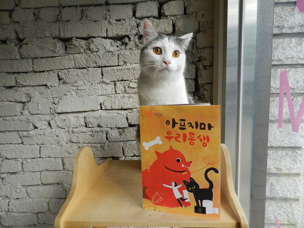 마포 거주 동물조합원 고양이 헤이즐.