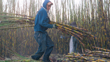 날카롭고 질긴 사탕수수 밭에서 일하는 노동자들. 덥고 습한 날씨에 두꺼운 옷을 입고 작업하지만 저임금에 시달린다./사진제공=netflix