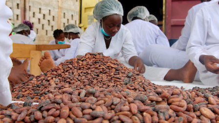 수확한 카카오열매를 건조하는 서아프리카의 노동자. 열악한 환경에서 장시간 노동에 시달리지만 이들이 얻는 수익은 턱없이 적다./사진제공=netflix