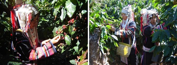커피를 재배하고 있는 아카족의 모습/ 제공=공정무역인천광장