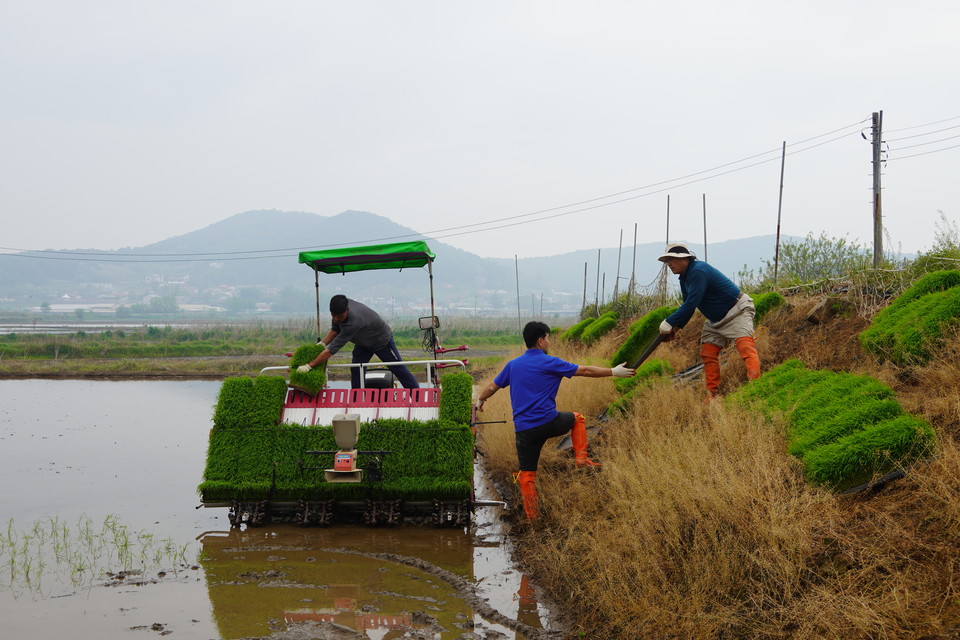 지금 한국의 모든 지역에서 모내기가 벌어지고 있습니다. 한민족 문화의 뿌리 벼농사는 그 자체로 봉사이며 섬김입니다. 도시민의 농활을 기다리고 있습니다./본인 제공
