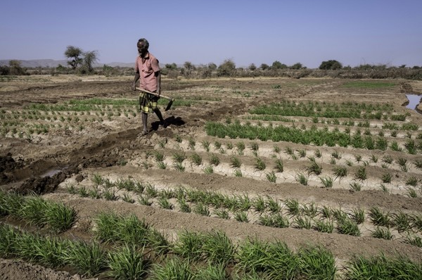 에티오피아의 한 남성이 가족의 생계를 유지하기 위해 벼 농사를 짓고 있다. / 출처=옥스팜(Oxfam)