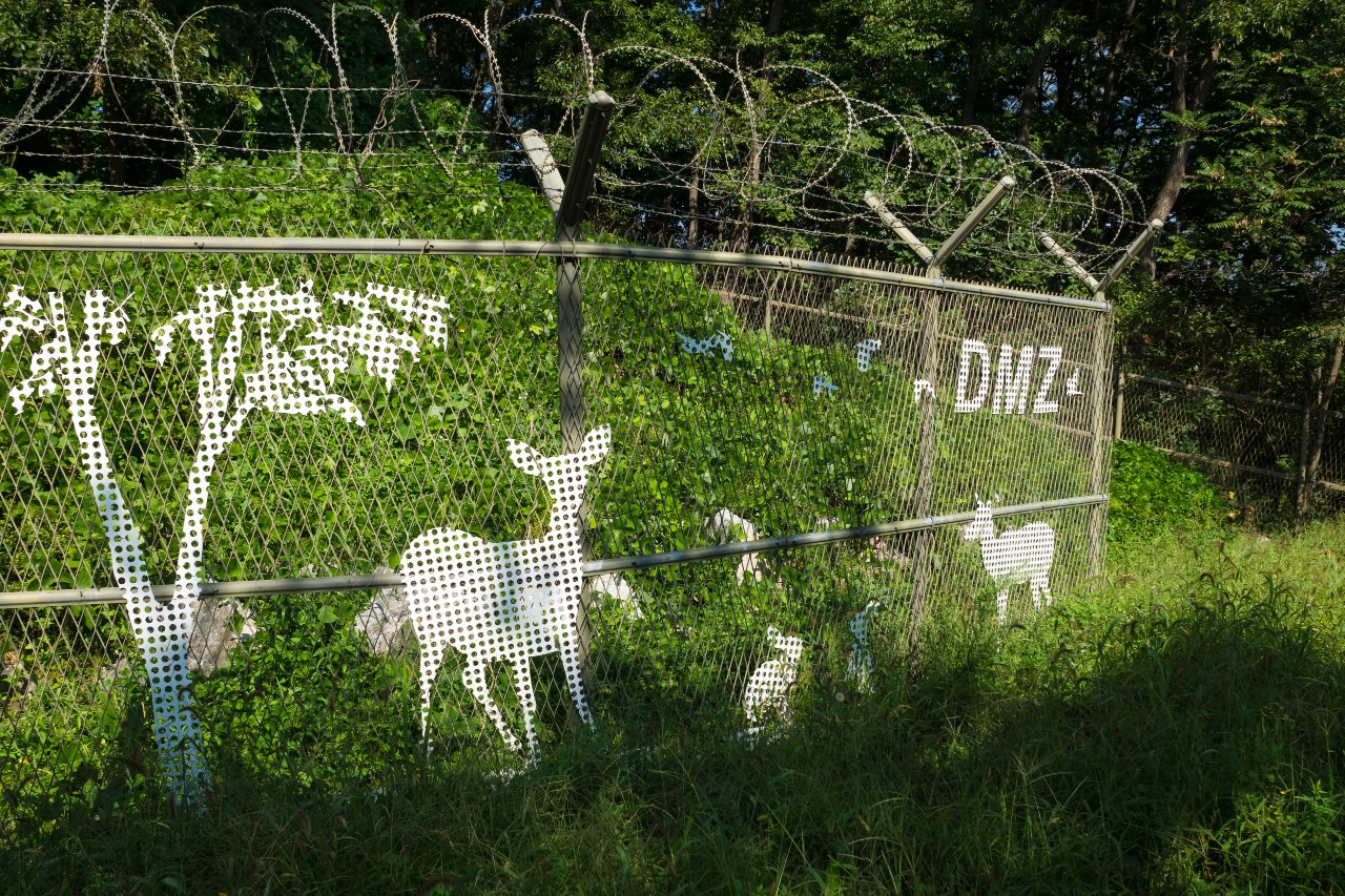 ​DMZ를 따라 조성된 울타리에 사슴과 나무 등이 구려져 있다. 사진=게티 이미지