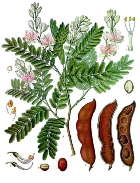 프란츠 외젠 쾰러(Franz Eugen Köhler), '타마린드(Tamarindus indica)', ' 쾰러의 약용식물(Köhler's Medizinal-Pflanzen)', 권 2, 1890, pl. 131.