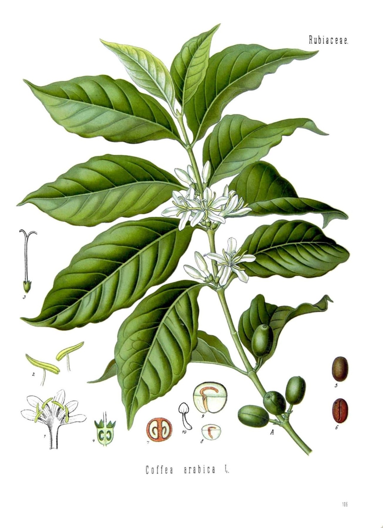 프란츠 외젠 쾰러, '아라비카 커피(Coffea arabica)', '쾰러의 약용식물', 권 2, 1890, pl. 106.