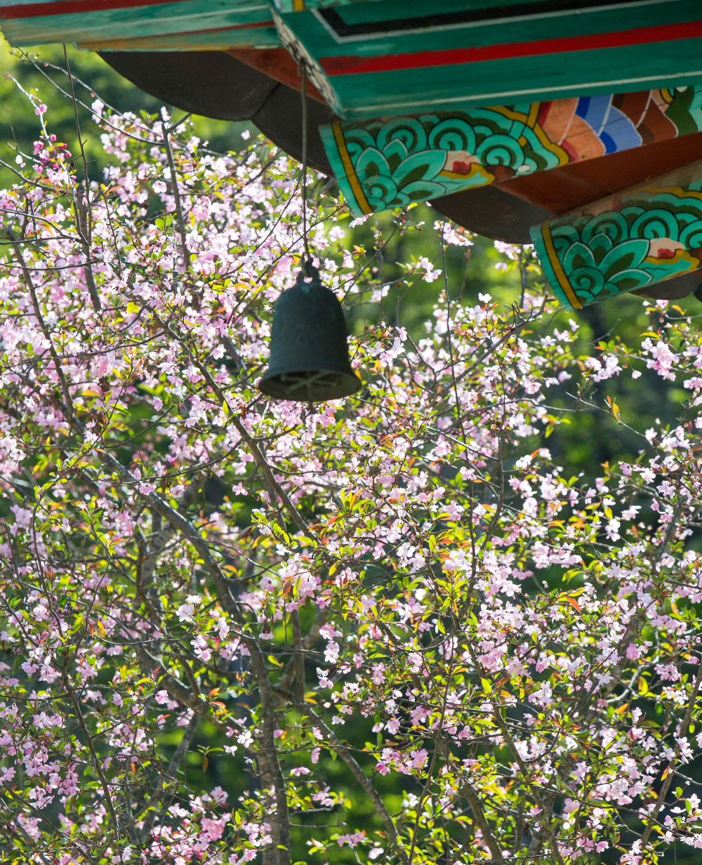 산사의 봄,기림사 / 사진=한국불교문화사업단