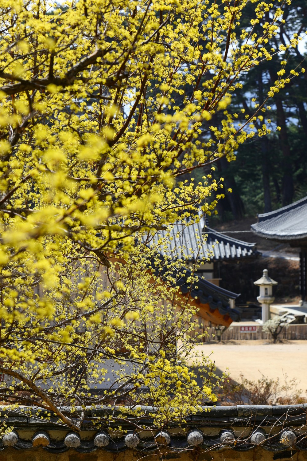 통도사 산사의 봄/사진=한국불교문화사업단