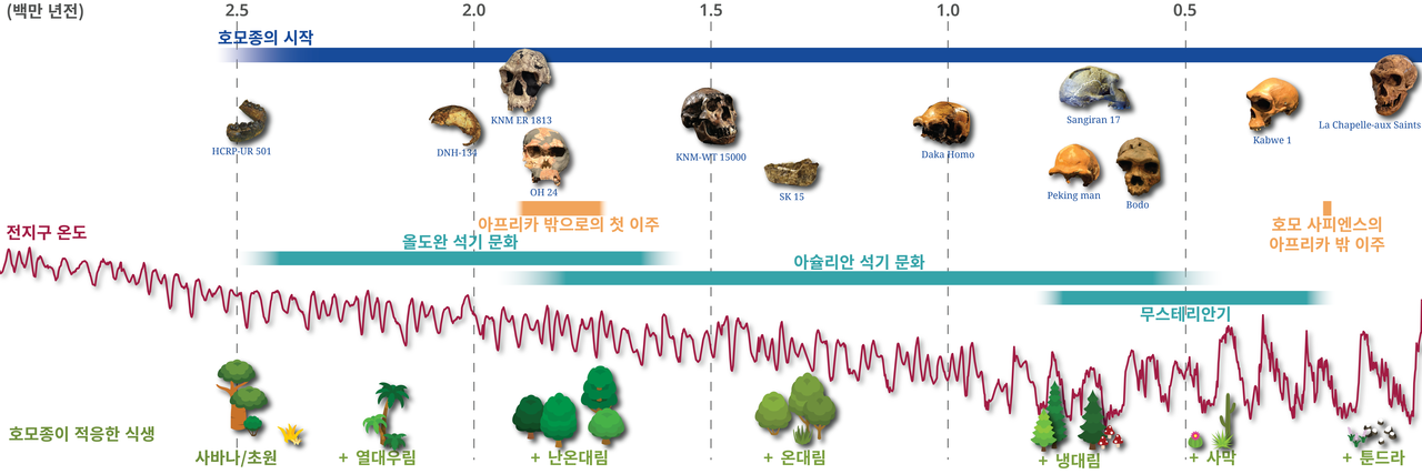 [그림 2] 호모종 진화와 식생호모종이 지난 300만 년에 걸쳐 진화함에 따라 다양한 식생 변화의 대한 적응을 나타낸 연표다. 그래프의 맨 위의 파란색 선은 호모종이 고고학적으로 중요한 화석의 발견으로 계산된 시대(250만 년 전)부터의 선을 뜻한다. 바로 아래의 주황색 선은 호모종이 아프리카 밖으로 대규모 이주한 두 가지 중요한 시기를 말한다. 그 아래의 초록색 선은 초기 인류가 사용했던 3가지 주요 도구와 기술이다. 약 250만 년 전부터 약 150만 년 전 까지는 올두바이 석기 문화, 약 200만 년 전부터 50만 년 전까지는 아슐리안 석기 문화, 약 80만 년 전부터는 무스테리안기를 말한다. 마지막으로 기장 아래 빨간색 선은 지구 온도의 변동을 나타냈으며 그 아래는 호모종이 적응한 특정 식생들을 나타낸다. 본 연구를 통해 다양한 식생에 대한 적응은 호모종 서식지의 확장에 핵심적 역할을 했음이 밝혀졌다.