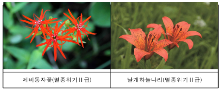 멸종위기 야생식물, 석회석 광산지역에서 만나다