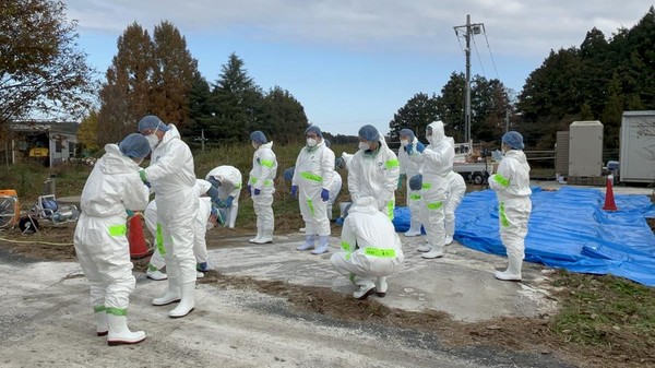 지난달 27일 일본 이바라키현 가사마시에서 살처분 작업 중인 현지 직원들. (사진/신화통신)