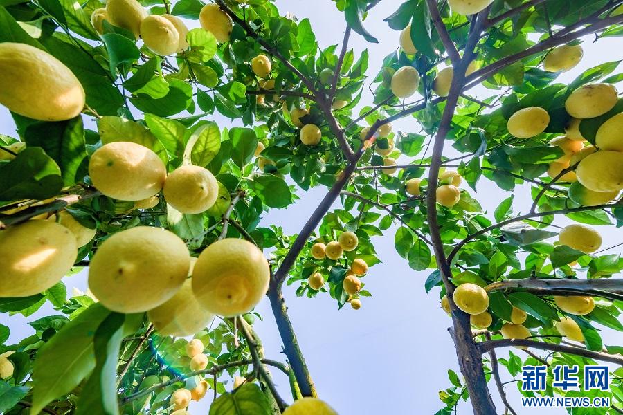 충칭시 퉁난구 바이쯔(柏梓)진의 한 레몬기지 내 레몬 열매가 가득 열렸다. (사진/신화통신)