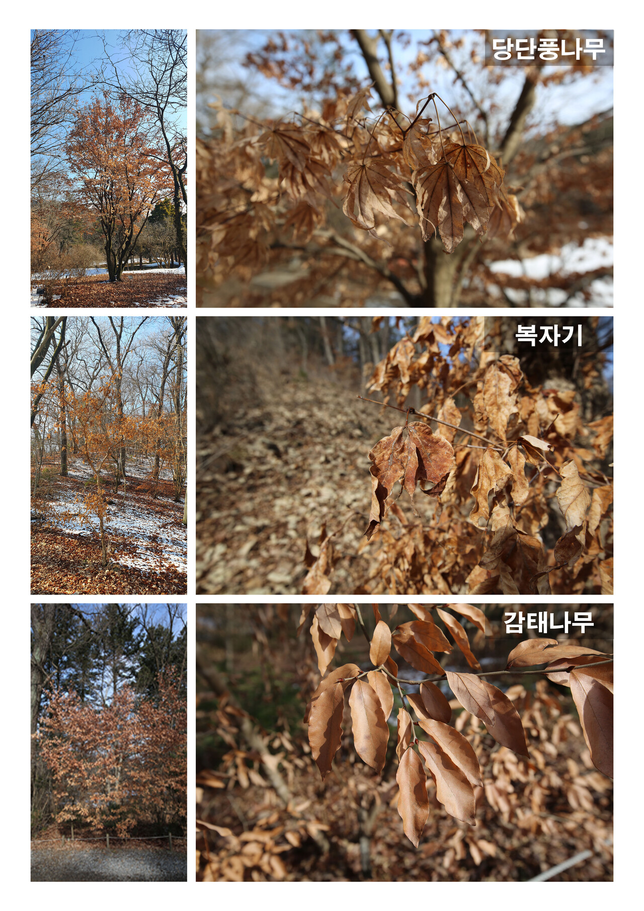  낙엽 발생지연 현상을 보이는 나무들.(사진=국립수목원 제공)
