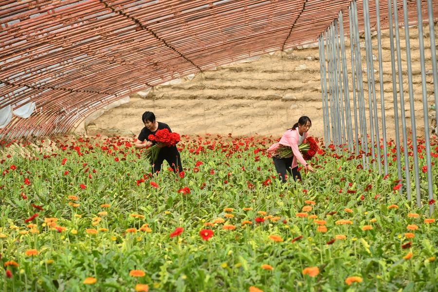 지난해 6월 허베이(河北)성 창저우(滄州)시에 위치한 한 화훼 재배 기지. (사진/신화통신)