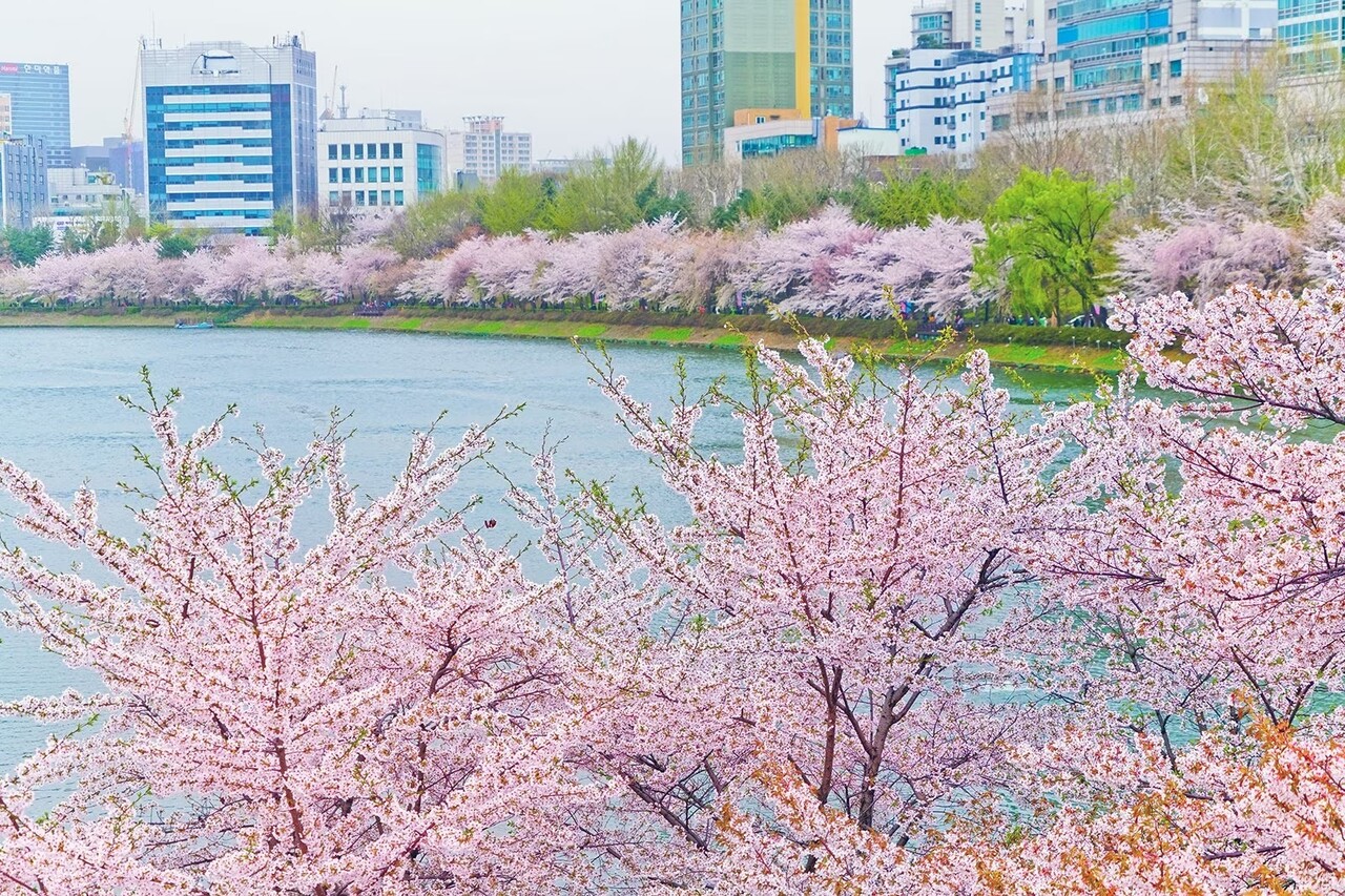 서울의 석촌 호수, 한국 (사진제공: 호텔스닷컴)