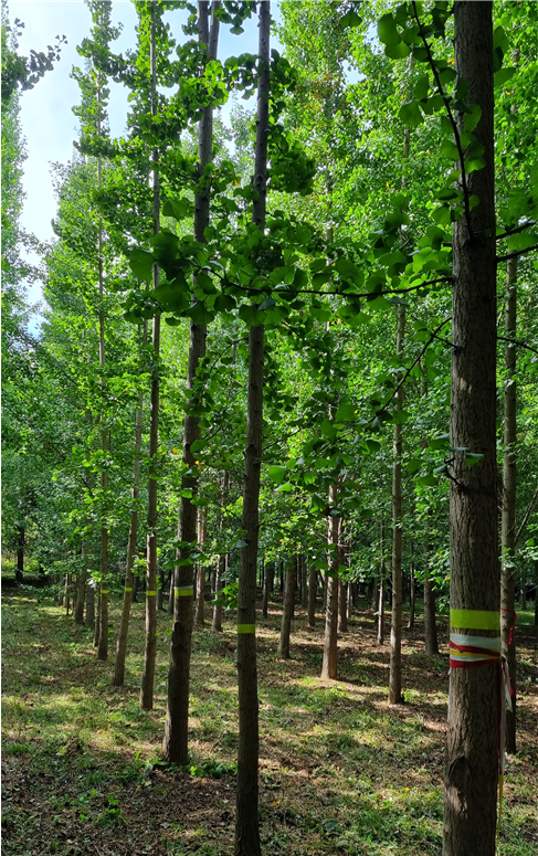 국립산림과학원이 개발 등록을 마친 은행나무 신품종 '이룸1호' 수형 / 사진=국립산림과학원