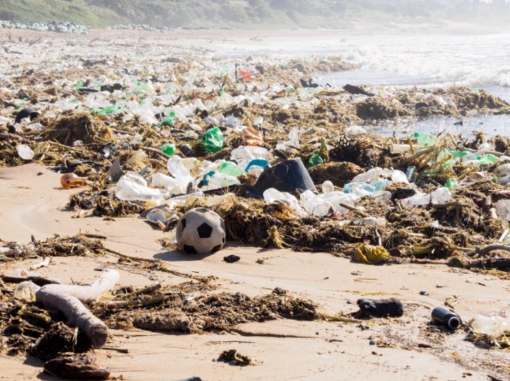 사진=WWF 홈페이지 갈무리