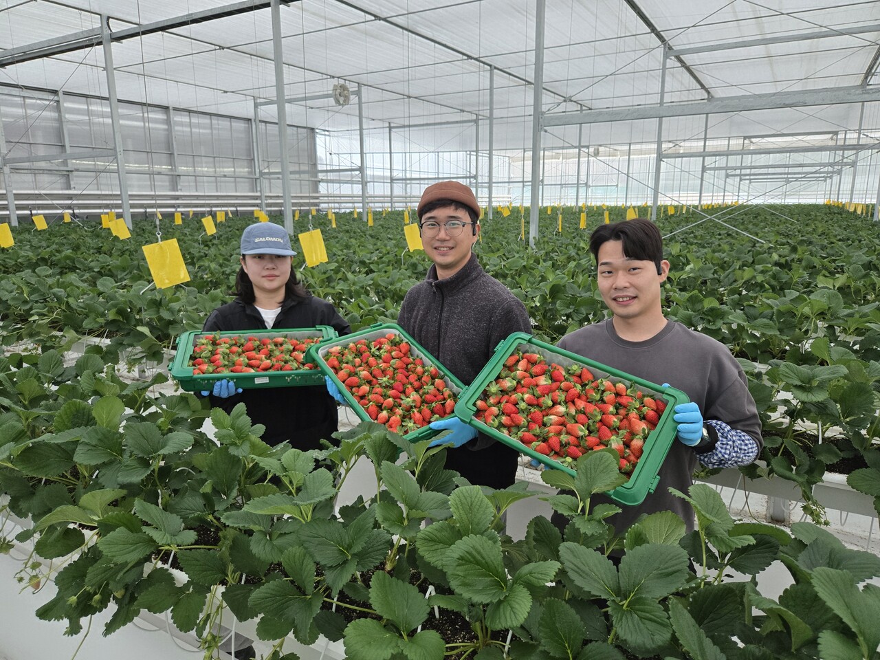 경상북도는 딸기가 올해 하반기 첫 출하와 함께 우수한 당도·향·품질을 앞세워 글로벌 프리미엄 딸기 시장을 선도하고 있다고 17일 밝혔다./사진=경북도 제공